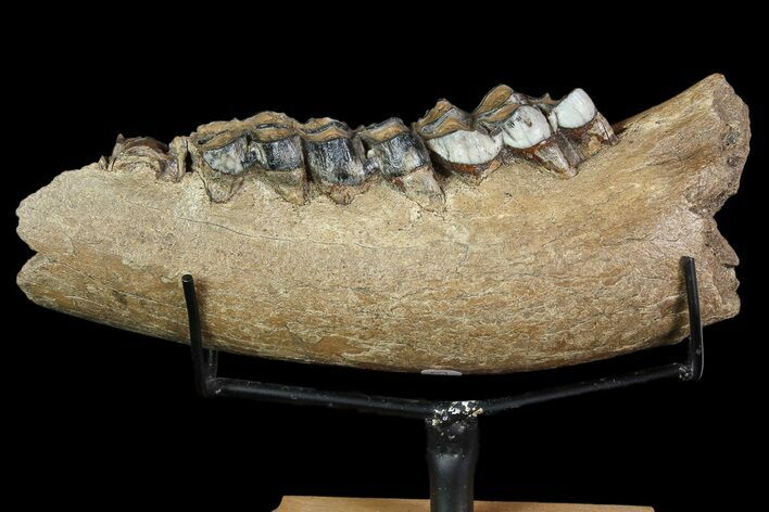 Irish Elk Jaw Section With Stand - Pleistocene, Germany #92507